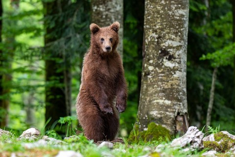 European brown bear (Ursus arctos arctos), standing in the forest, Notranjska region, Slovenia