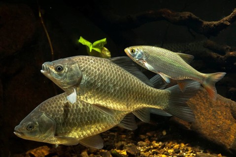 Carassius gibelio, pediment, prussian carp, silver carp, fish, fishes, pisces