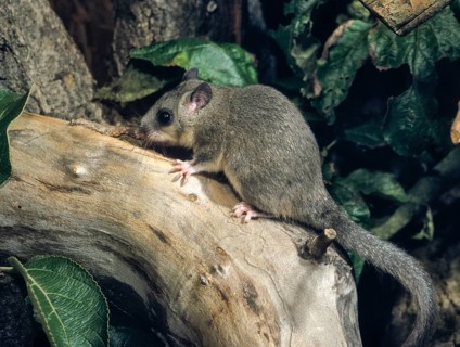 Edible dormouse, fat dormouse, glis glis, rodents, rodentia, dormouse, bilche, bolt, dormice,