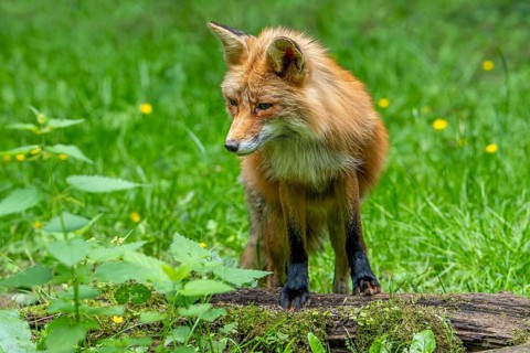 Red fox (Vulpes vulpes) hunting in grassland, meadow at edge of forest