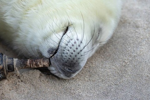Atlantic grey seal (Halichoerus grypus) juvenile baby pup animal resting on sand of a beach,