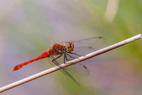 Blood-red bluebell, ruddy darter, sympetrum sanguineum, anisoptera, damselflies, dragonflies,