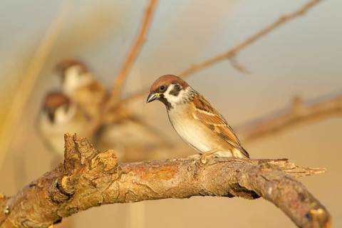 Tree sparrow (Passer montanus) adult bird on a tree branch, England, United Kingdom