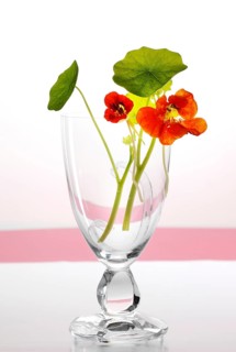Nasturtium in a glass vase as a still life against a white background, studio shot
