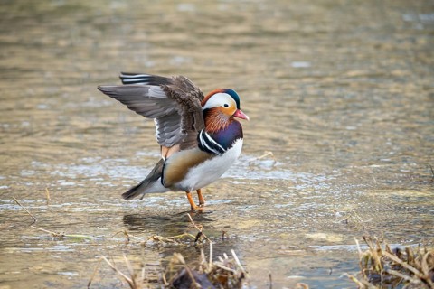 Aix galericulata, mandarin, mandarin duck, anatidae, bath, birds, ducks, ducks, ducks, ducks, male,