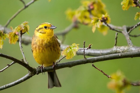 2010, Brandenburg, Emberiza Citrinella, Germany, Yellowhammer, national natural heritage, natural