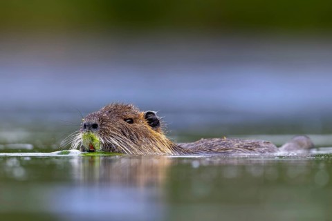 Coypu, nutria (Myocastor coypus) swimming in pond, invasive rodent in Europe, native to South