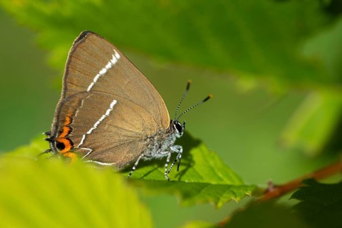 Satyrium W album, Strymonidia W album, elms, butterfly, insects, butterfly, butterflies, white