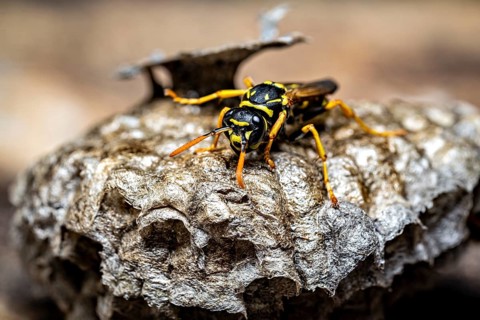A wasp lying on a finely textured nest, close-up, field wasps on their fallen nest near