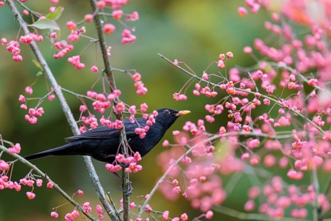 A common blackbird (Turdus merula) sits in a European spindle tree (Euonymus europaeus), and eats