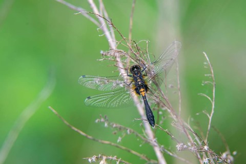 Leucorrhinia caudalis, Lilypad whiteface, dainty mossmaid, anisoptera, damselflies, dragonflies,