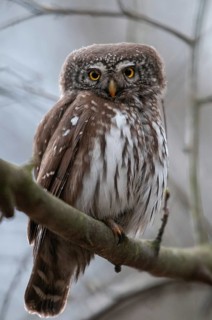 Glaucidium passerinum, pygmy owl, birds, owls, high size, portrait, owls, strigiforms, birds