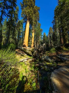Hiker's shadow is visible on lush green vegetation along a trail in sequoia national park, with