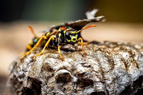 A close-up shows a wasp on a nest in striking colours. Field wasps on their abandoned nest near