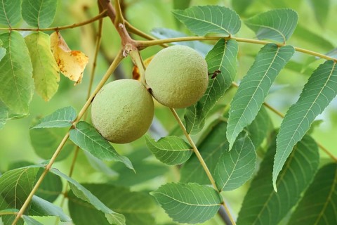 Black walnut tree (Juglans nigra), fruit on the tree, Haut-Rhin, Alsace, Grand Est, France