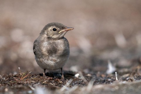 Wagtail, motacilla alba, white wagtail, birds, adolescent, juvenile, passeri, songbirds, birds
