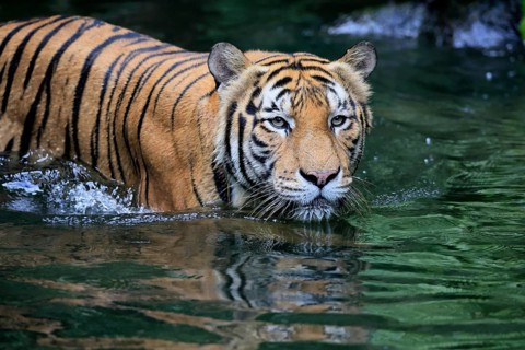 Malaysia tiger (Panthera tigris jacksoni), adult, in water, alert, Malaysia, Southeast Asia
