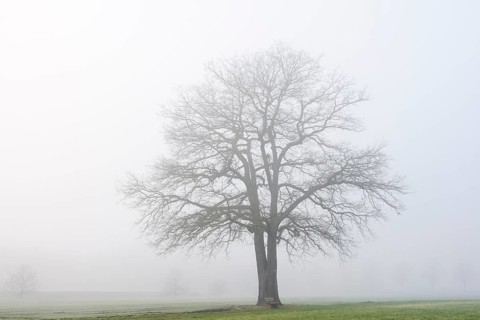 English oak (Quercus robur, Quercus pedunculata) in fog, North Rhine-Westphalia, Germany