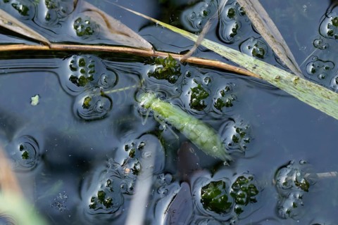 Dragonfly larva being hunted by a Common newt in a pond in summer, RSPB Minsmere nature reserve,