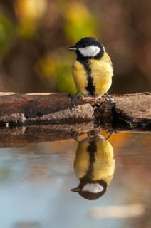Great tit, great tit, parus major, bath, bird bath, birds, high size, portrait format, tits,
