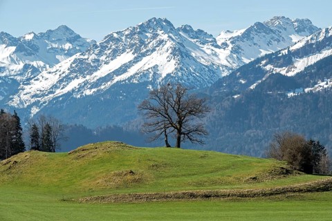 Group of trees, snow-covered mountains of the Allgäu Alps, near Schöllang, Oberallgäu, Allgäu,