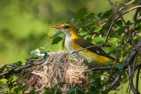 Golden oriole, oriolus oriolus, birds, Bulgaria, female, passeri, songbirds, songbirds, birds,