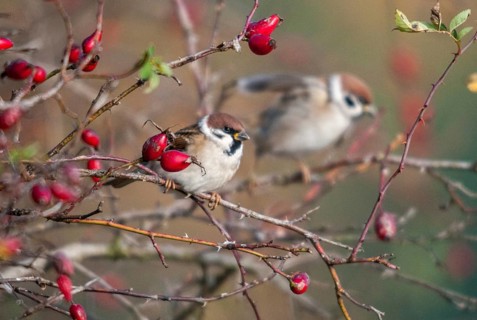 Tree Sparrow, Passer Montanus, Sparrow, Tree Sparrow, Autumn, Birds, Hedge, Autumn, Passeri,