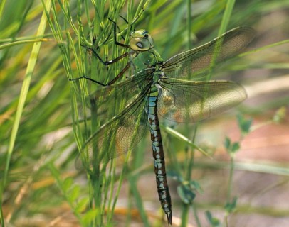 Anax Imperator, Blue Emperor, Emperor Dragonfly, King Libelle, Anisoptera, Damselflies,