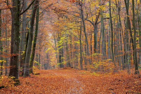 Forest road and European beeches, common beech trees with foliage in yellow, brown and green autumn