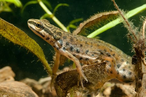 Lissotriton vulgaris meridionalis, southern smooth newt, southern pond newt, amphibians,