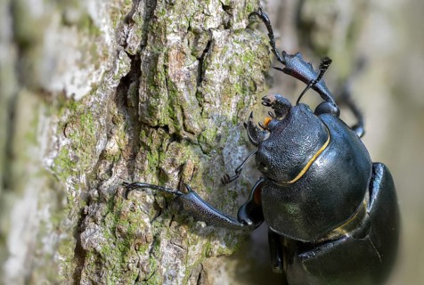 Thundergugi, firecracker, stag beetle, hornschröter, Lucanus cervus, Schröter, Beetle, Coleoptera,
