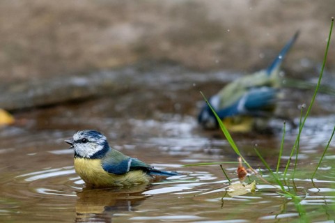 Blue tit, parus caeruleus, bath, bird bath, birds, garden, tits, passeri, songbirds, songbirds,