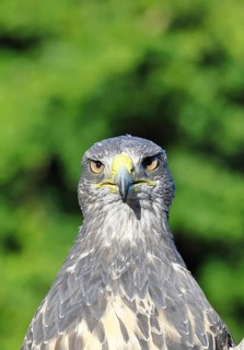 Andean buzzard or blue buzzard (Geranoaetus melanoleucus), animal portrait, head portrait, captive,