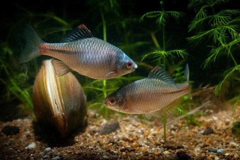 Anodonta cygnea, bitterling, duck mussel, common pond mussel, Rhodeus amarus, Rhodeus sericeus