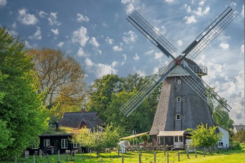 Windmill thatched-roof house sheep Ahrenshoop Baltic Sea Germany