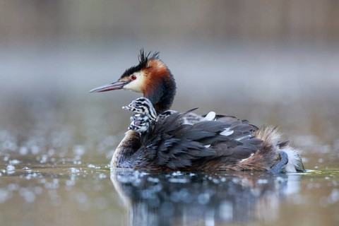 Great Crested Grebe (Podiceps cristatus) with chicks, North Rhine-Westphalia, Germany