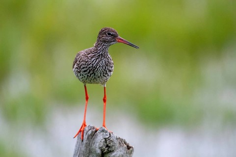 Redshank, redshank, Sweden, Tringa Totanus, birds, charadriiformes, limikolen, snipe birds,