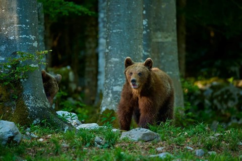 A brown bear peeks curiously through the trees at the forest floor, European brown bear (Ursus