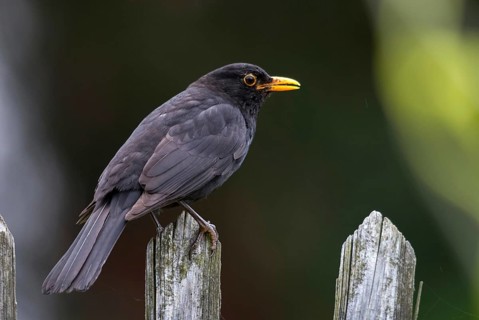 Blackbird, Turdus Merula, Birds, Garden, Garden Fence, Garden Fence, Male, Passeri, Songbirds,