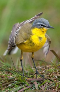 Motacilla flava, sheeptail, western yellow wagtail, yellow wagtail, birds, plumage care, high size,