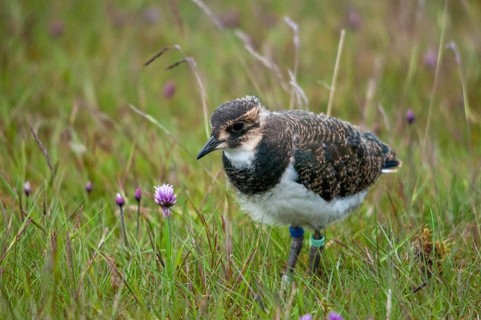 Lapwing, sweden, vanellus vanellus, birds, charadriiformes, adolescent, juvenile, limikolen,