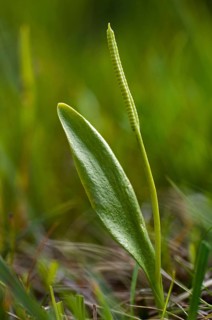 Common snake tongue, snake tongue, snake tongue family, ophioglossaceae, ophioglossum vulgatum,