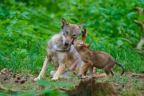 A wolf plays affectionately with a puppy in the forest, summer, wolf (Canis lupus), Germany