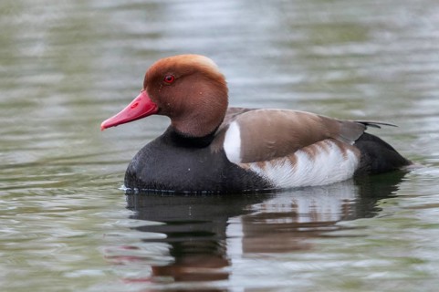 Common duck, netta rufina, red-crested pochard, anatidae, birds, ducks, ducks, ducks, male, birds,