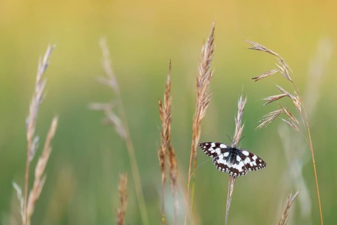 A checkerboard butterfly (Melanargia galathea) perched in the brown grass, Satyrinae, Kreuzbühl