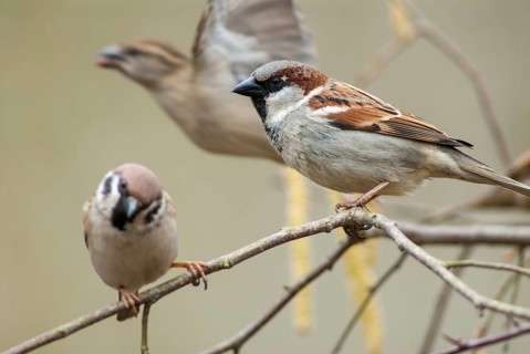 Tree Sparrow, House Sparrow, Passer Domesticus, Passer Montanus, Sparrow, Tree Sparrow, Birds,