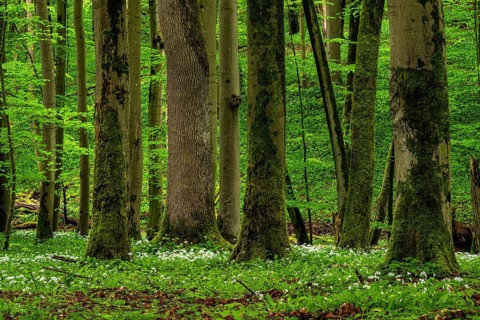 A mystical primeval forest with ancient, moss-covered European beech trees (Fagus sylvatica) with