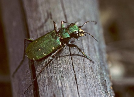 Carabidae, Cicindela campestris, field sandground beetles, sandground beetles, beetles, Coleoptera,