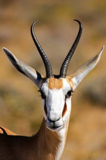 Close-up of an antelope head with distinctive horns in a natural environment, springbok in Etosha