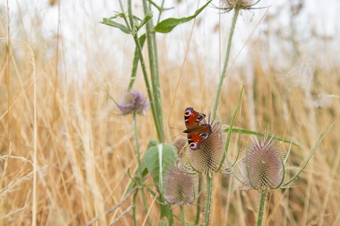 Peacock butterfly (Aglais io) adult insect feeding on a Teasel (Dipsacus fullonum) flower in
